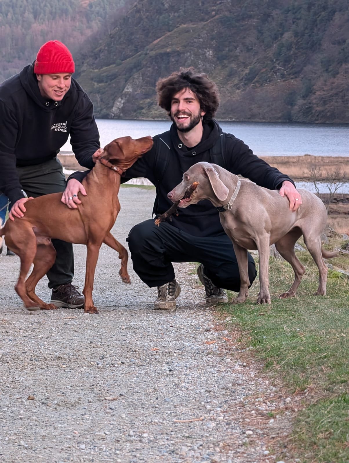 Jack – pet sitter Dublin and Wicklow